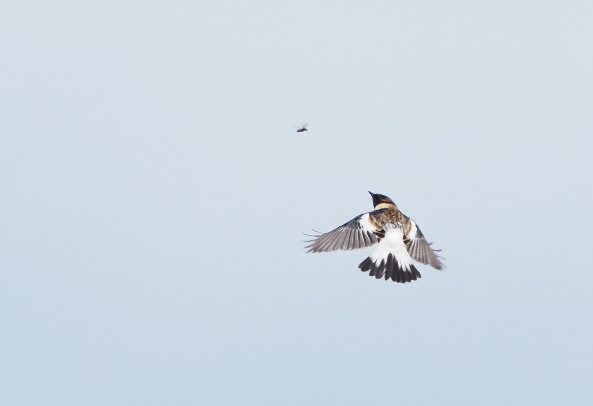 Siberian Stonechat (Caspian) - ML616732839