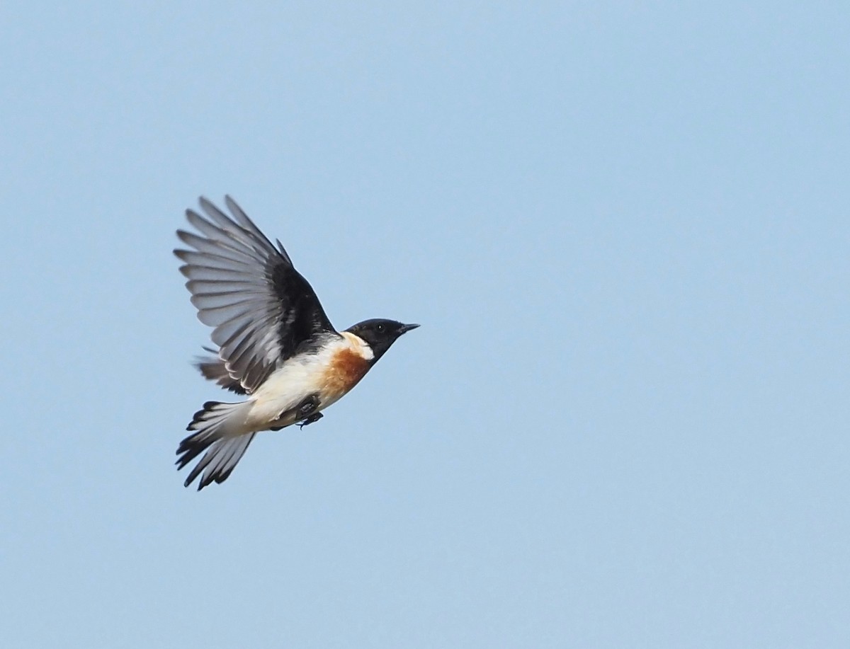 Siberian Stonechat (Caspian) - Asmus Schröter