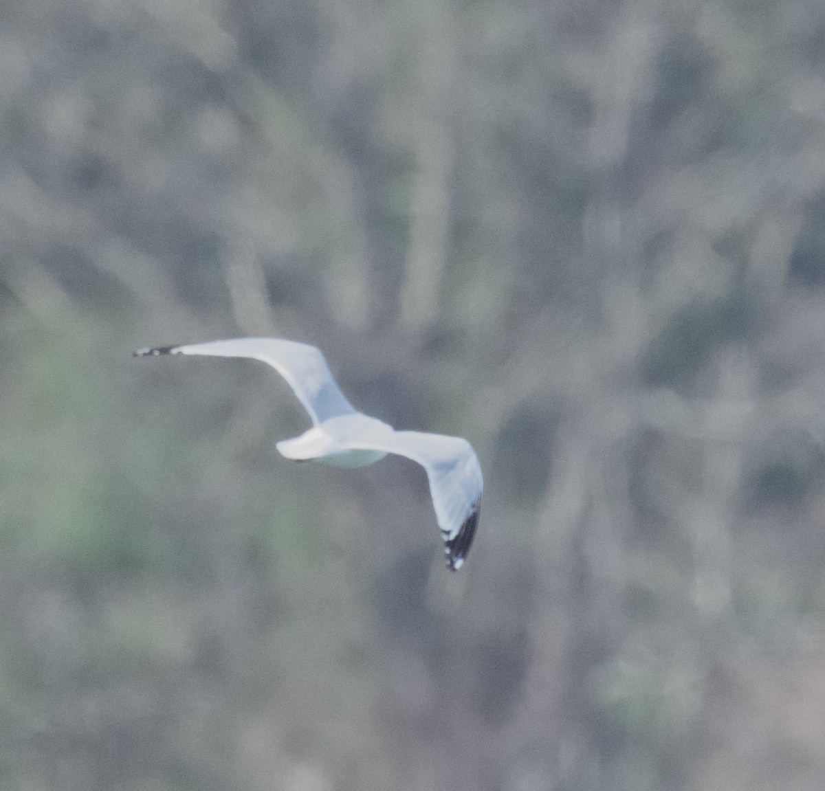 Ring-billed Gull - ML616732846