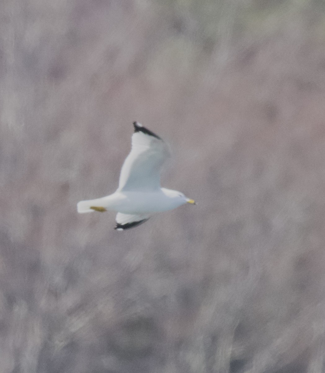 Ring-billed Gull - ML616732847