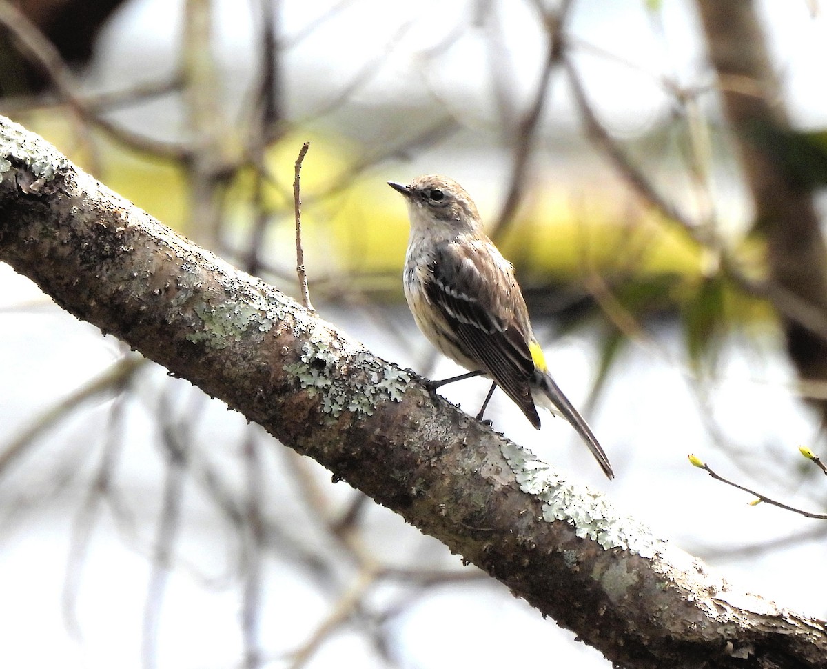 Yellow-rumped Warbler - Jennifer (and Scott) Martin