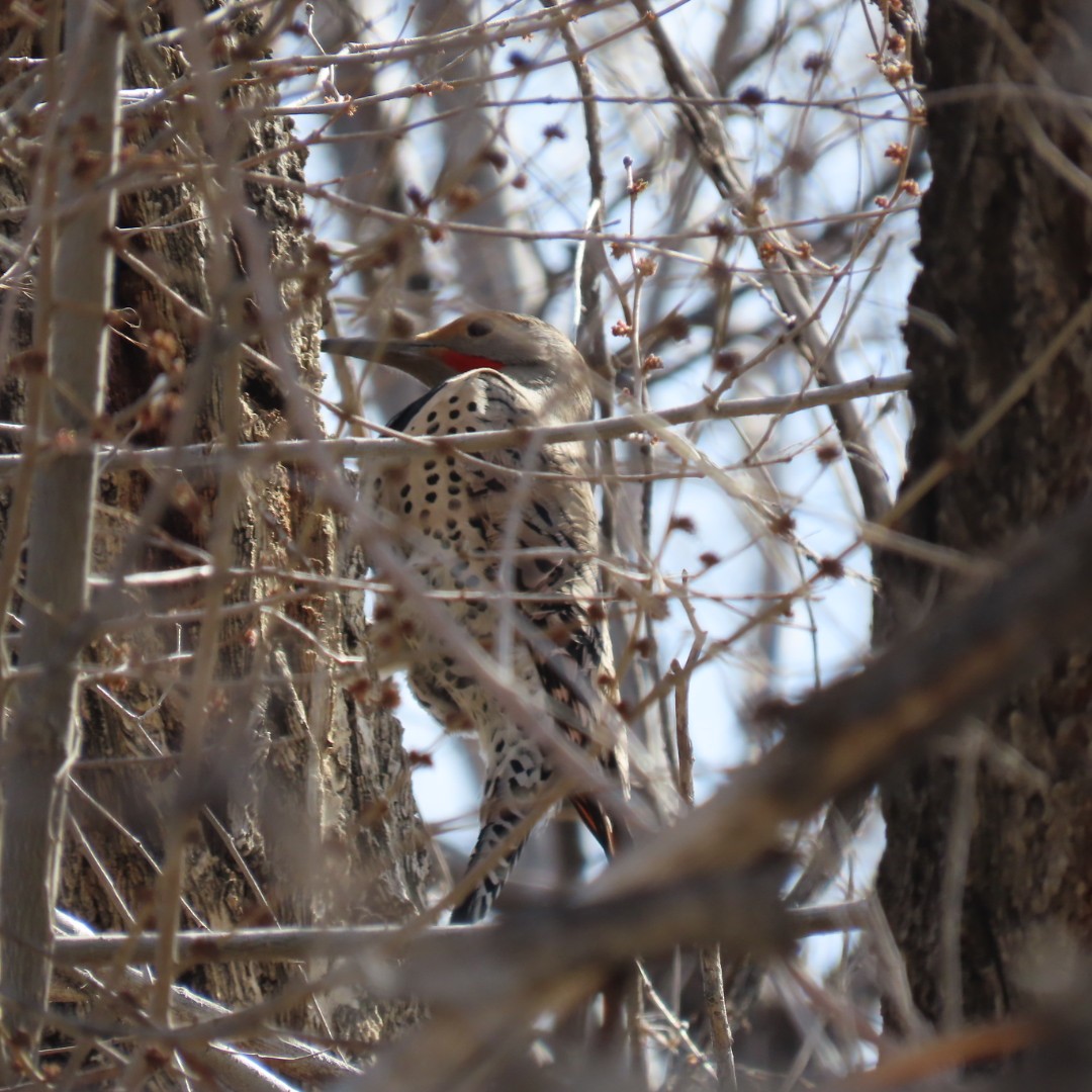 Northern Flicker - ML616732881