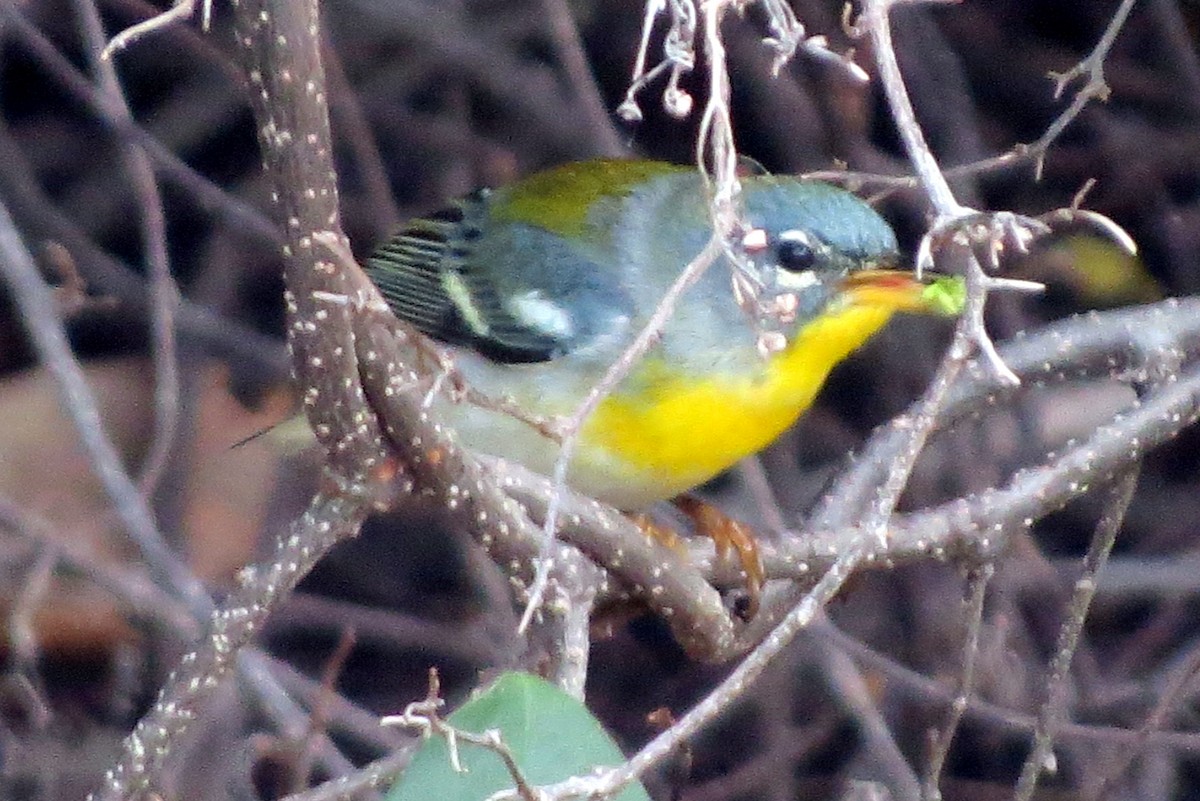 Northern Parula - Pat McKay