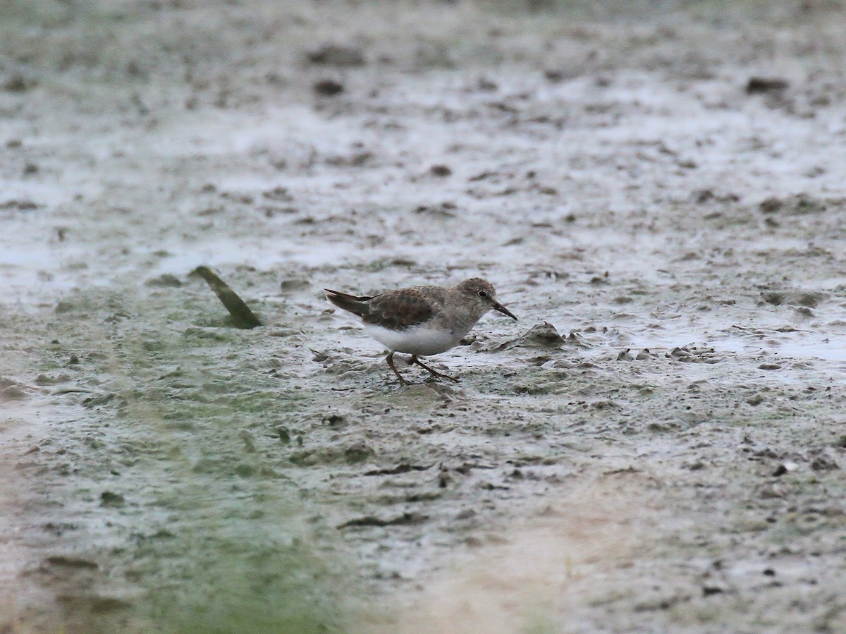 Temminck's Stint - ML616732932