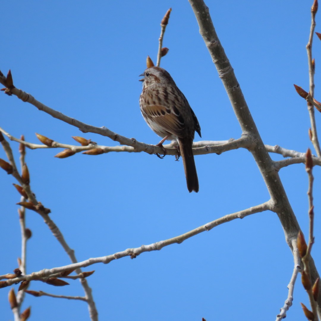 Song Sparrow - Erin Watson