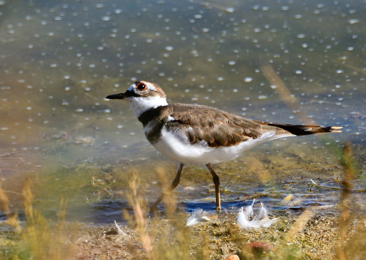 Killdeer - ML616732961