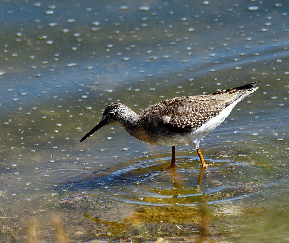 小黃腳鷸 - ML616732972