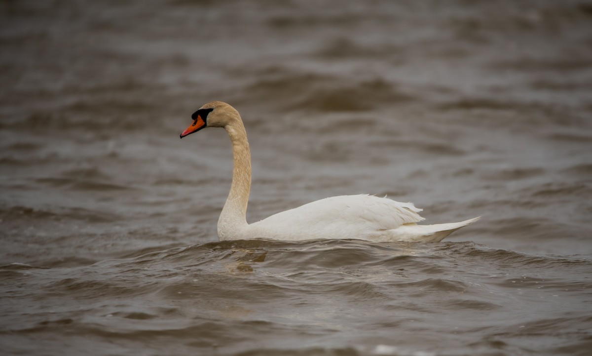 Cygne tuberculé - ML616732977