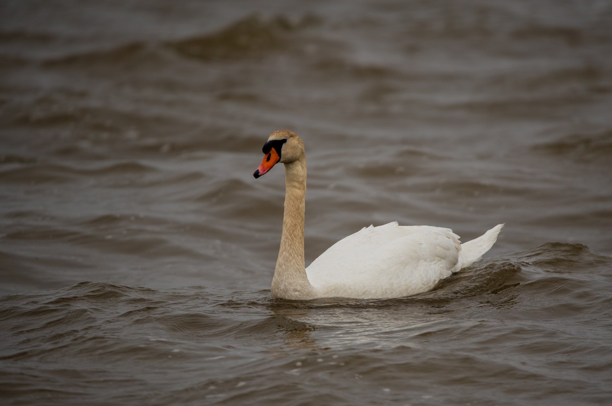 Cygne tuberculé - ML616732978