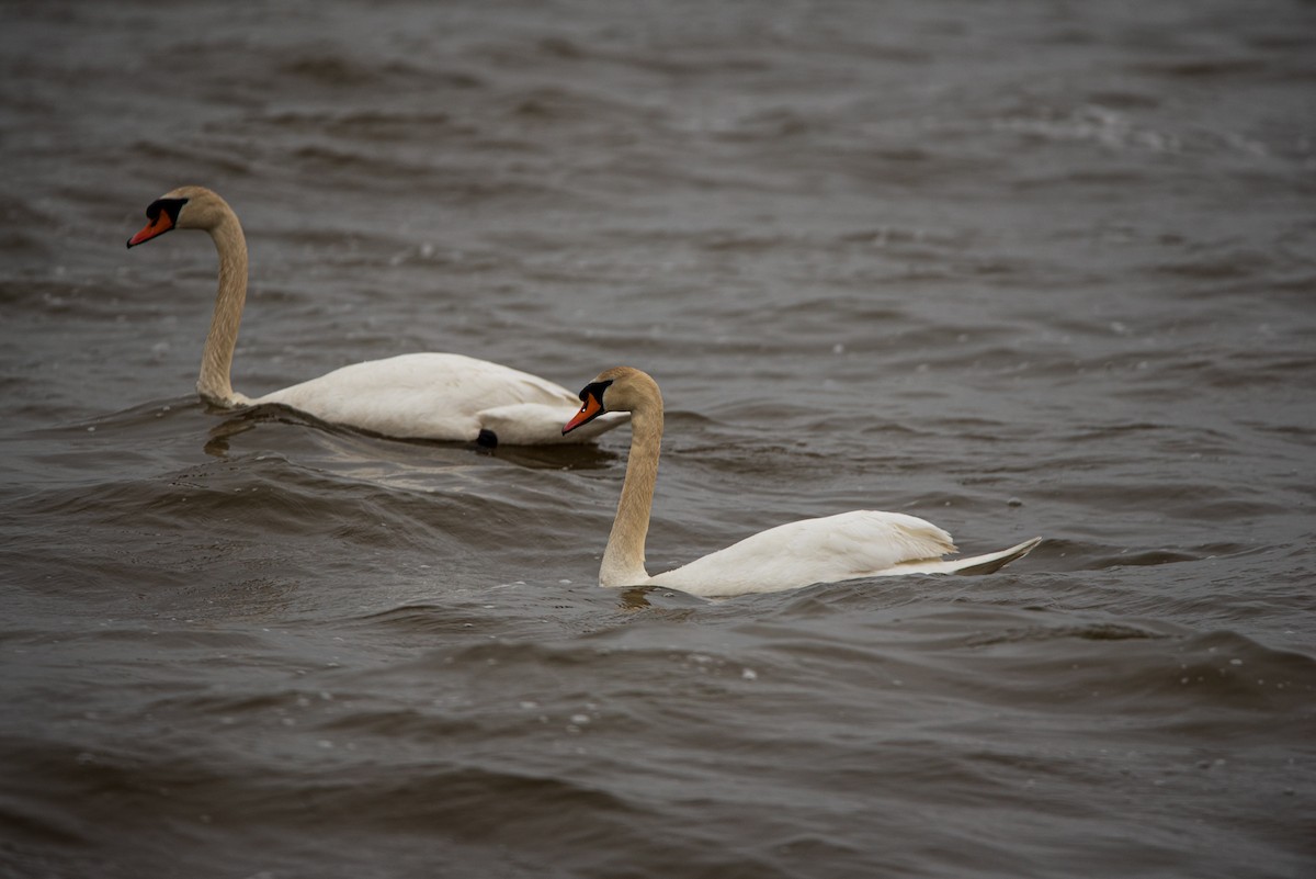 Cygne tuberculé - ML616732979