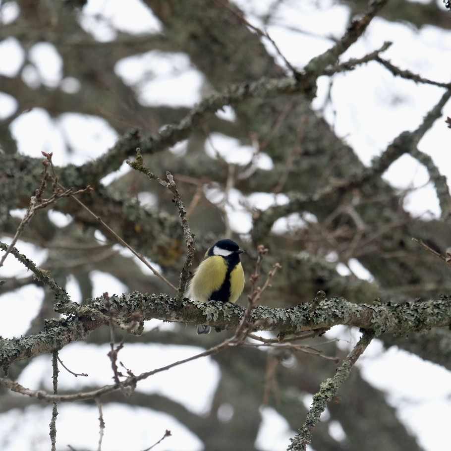 Mésange charbonnière - ML616733011