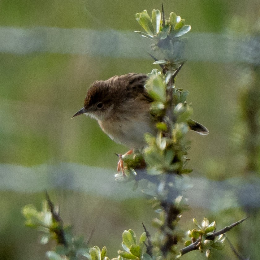 Zitting Cisticola - ML616733046