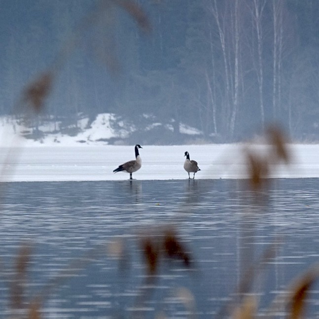 Canada Goose - Anna Ogiiko