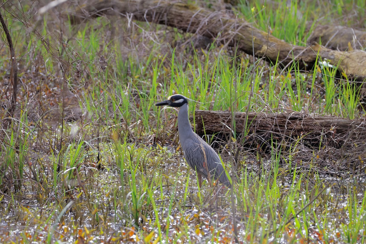 Yellow-crowned Night Heron - ML616733207