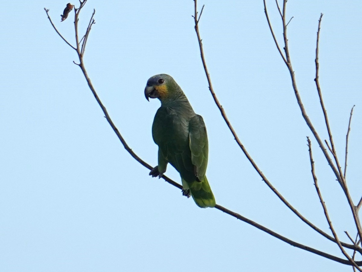 Orange-winged Parrot - ML616733208