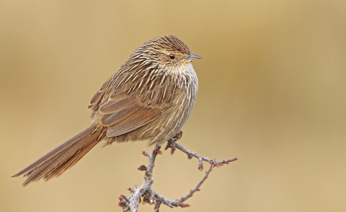 Junin Canastero - Luke Seitz