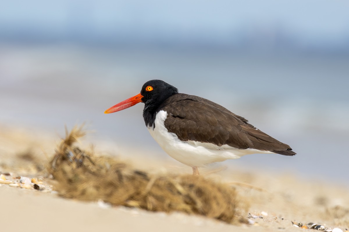 American Oystercatcher - Kalpesh Krishna