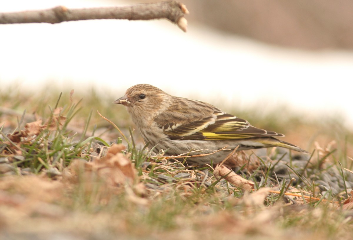 Pine Siskin - Charlie Anich