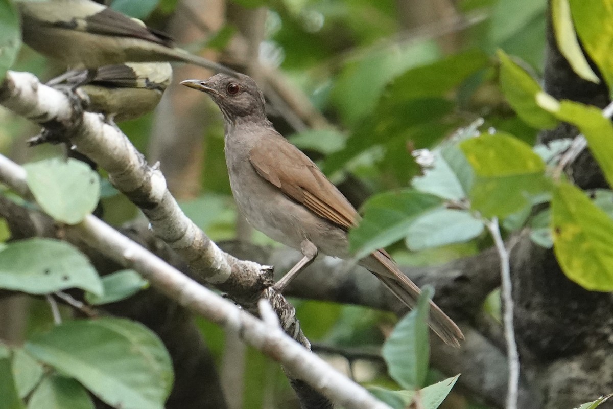 Pale-breasted Thrush - ML616733304