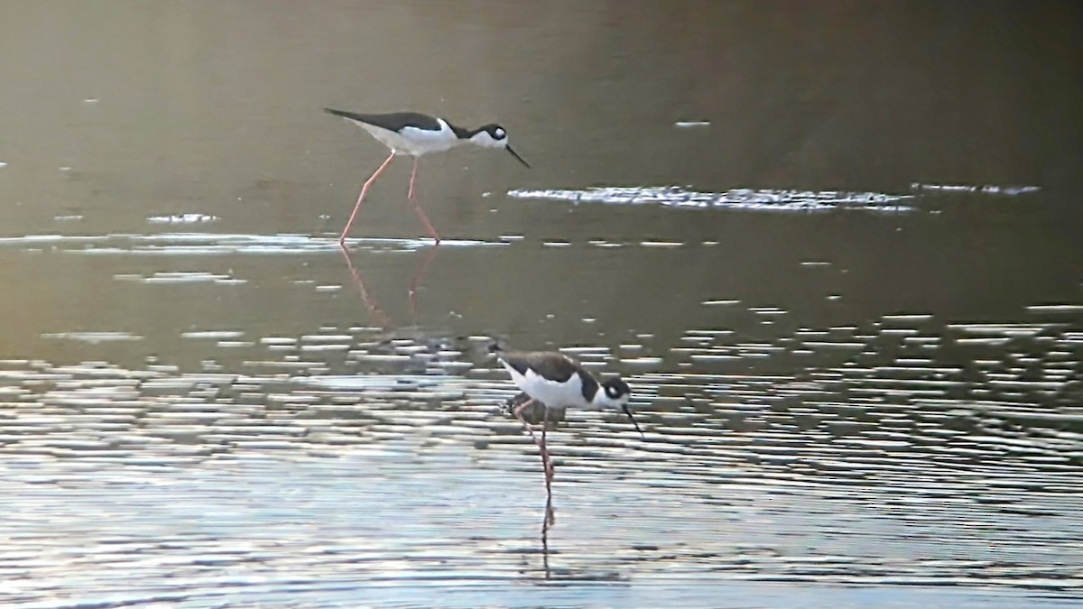 Black-necked Stilt - ML616733305