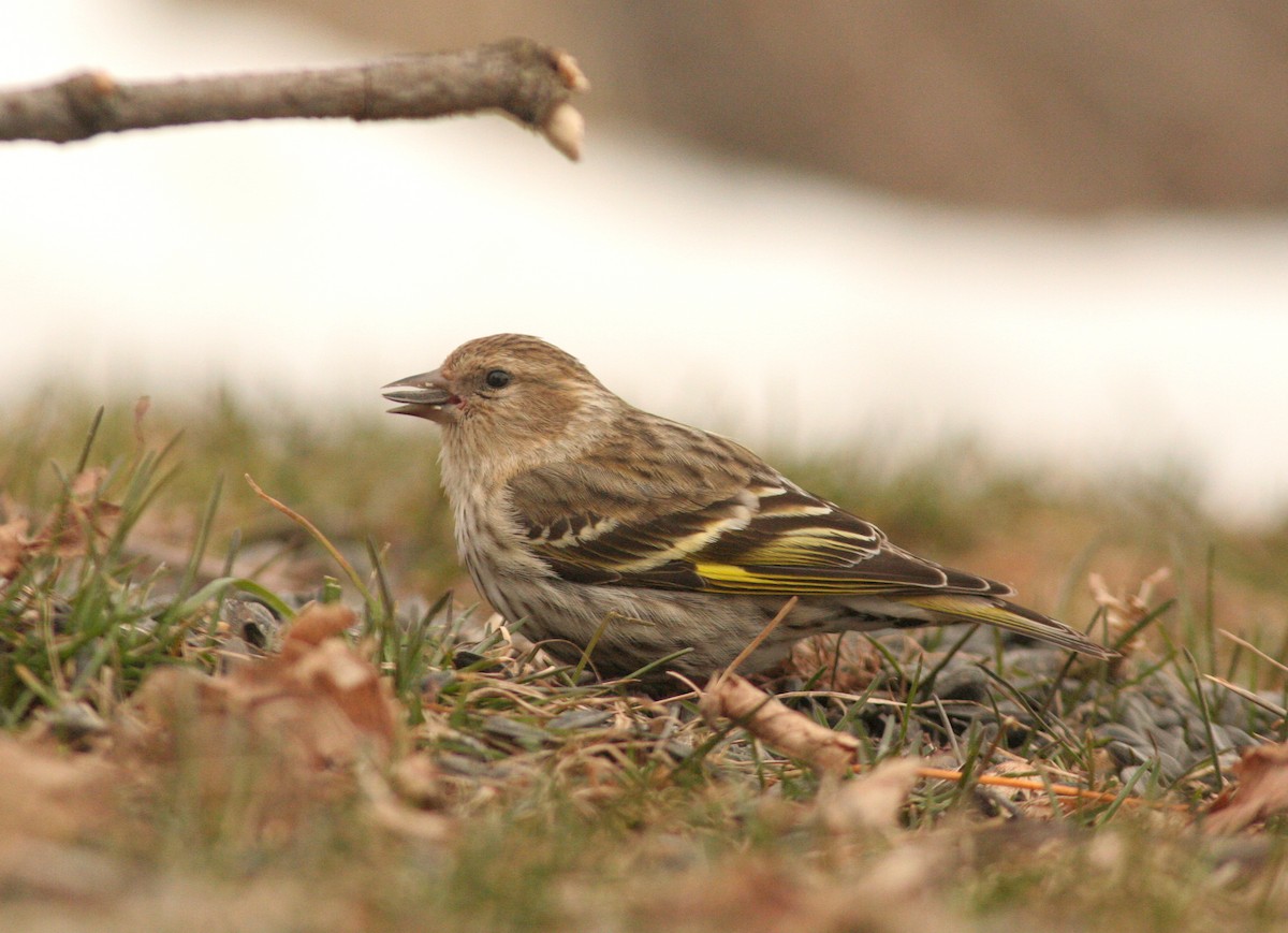 Pine Siskin - Charlie Anich