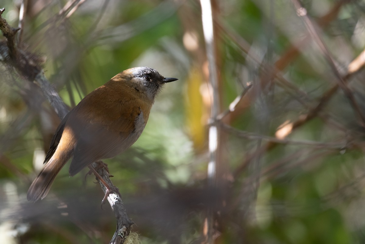Black-billed Nightingale-Thrush - ML616733346