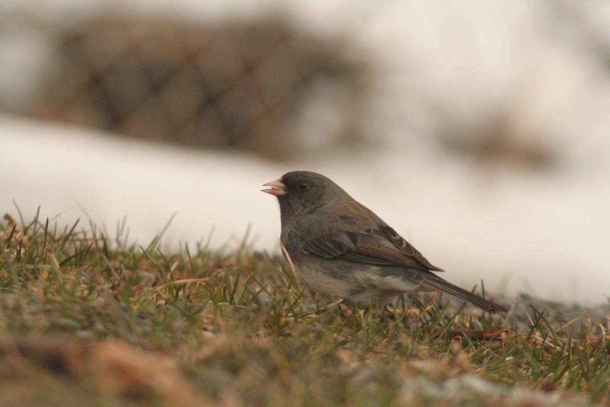 Dark-eyed Junco - Charlie Anich