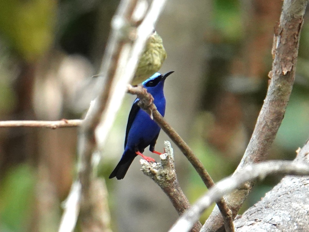 Red-legged Honeycreeper - ML616733362