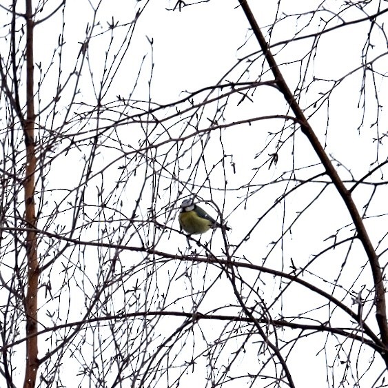 Eurasian Blue Tit - Anna Ogiiko