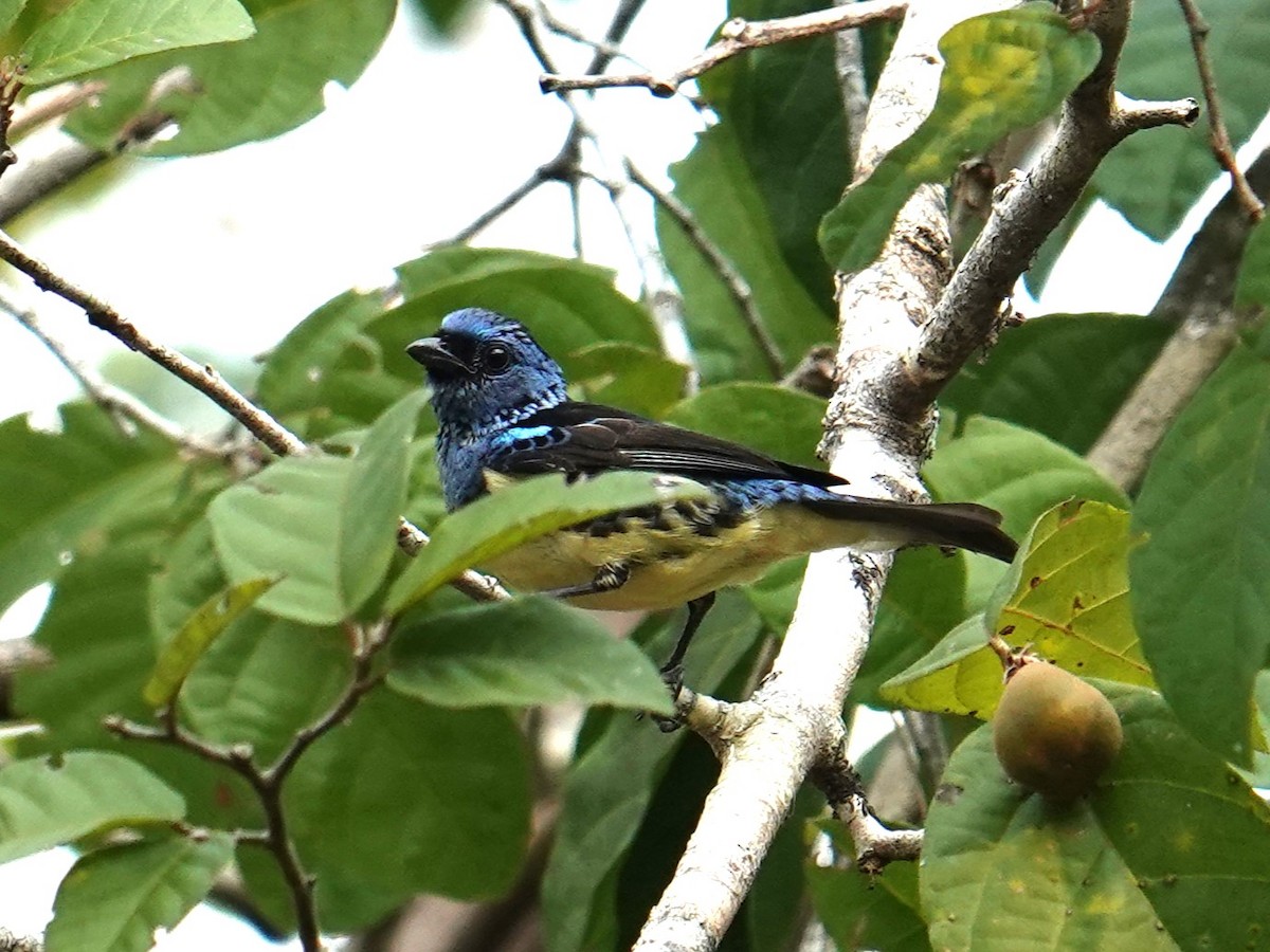 Turquoise Tanager - ML616733382