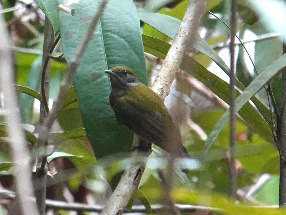 Yellow-crowned Manakin - ML616733414