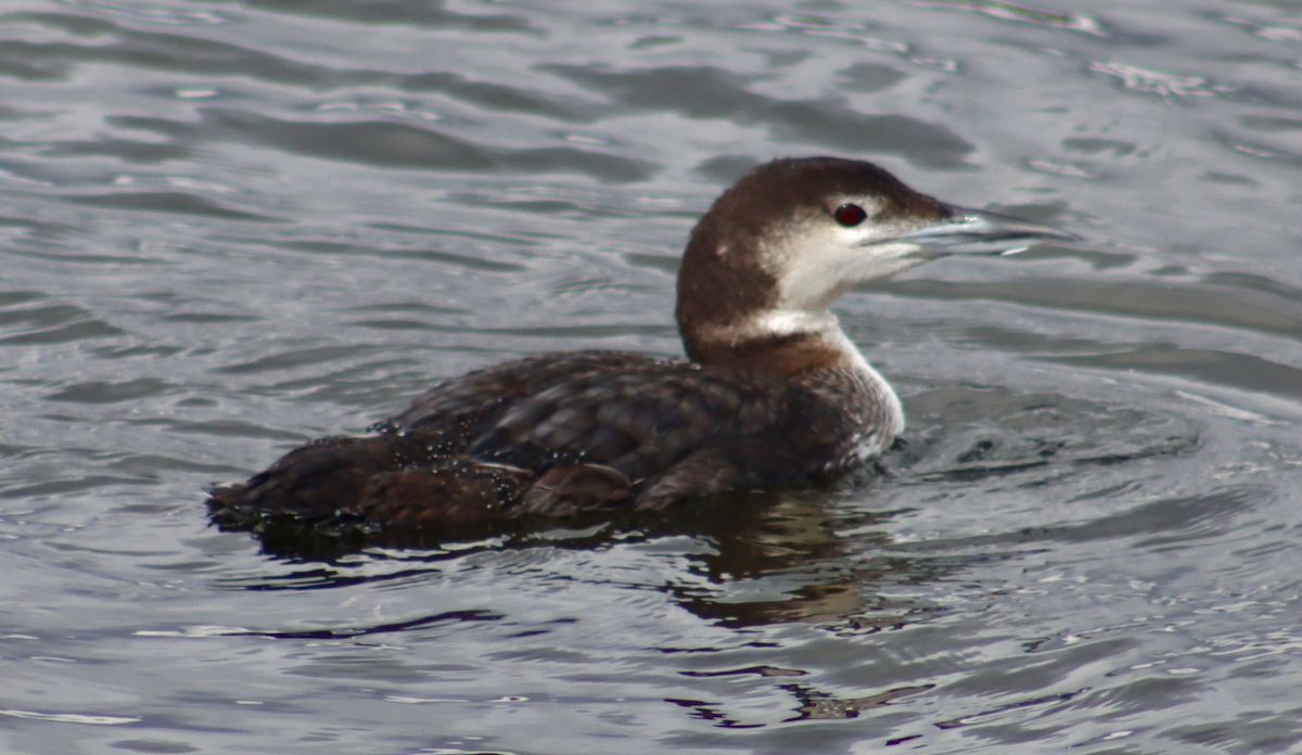 Plongeon huard - ML616733420