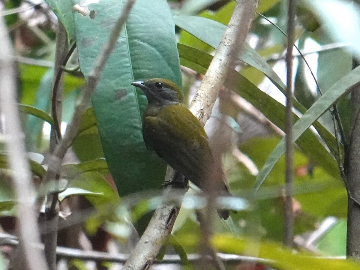 Yellow-crowned Manakin - ML616733421