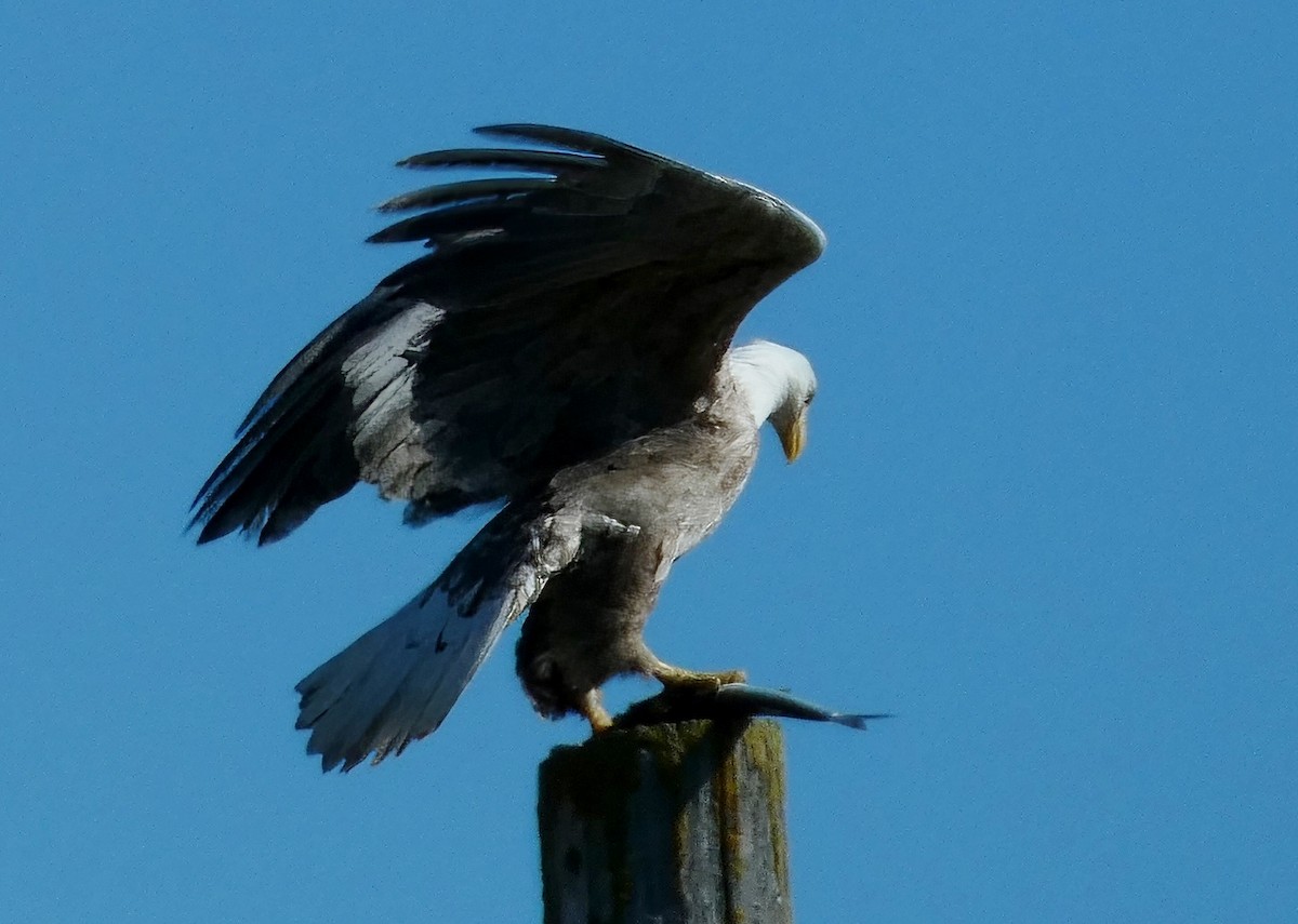 Bald Eagle - David Assmann