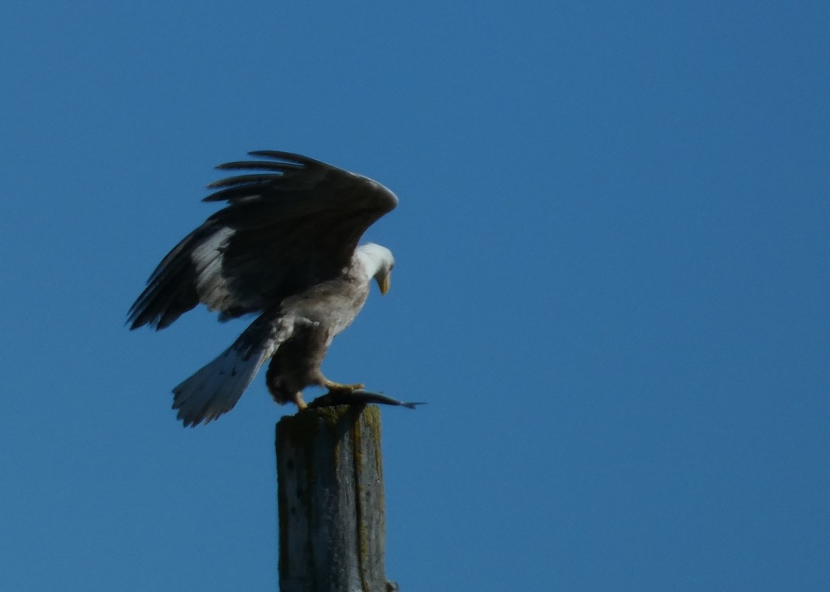 Bald Eagle - ML616733424