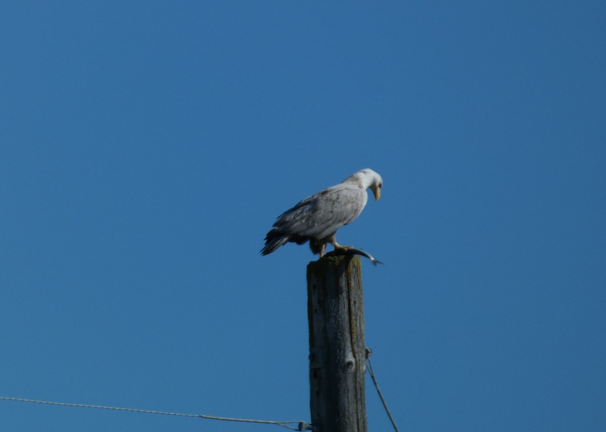 Bald Eagle - ML616733427