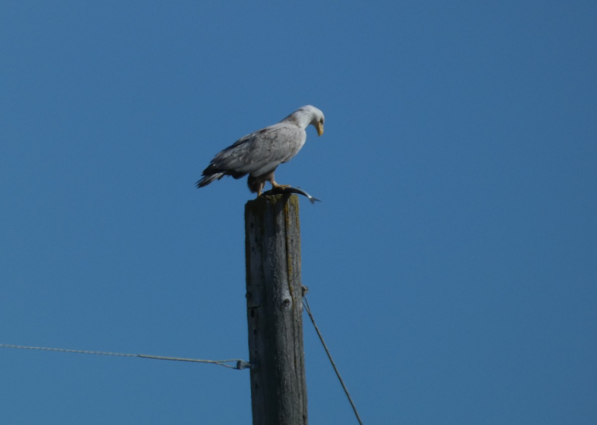 Bald Eagle - ML616733431