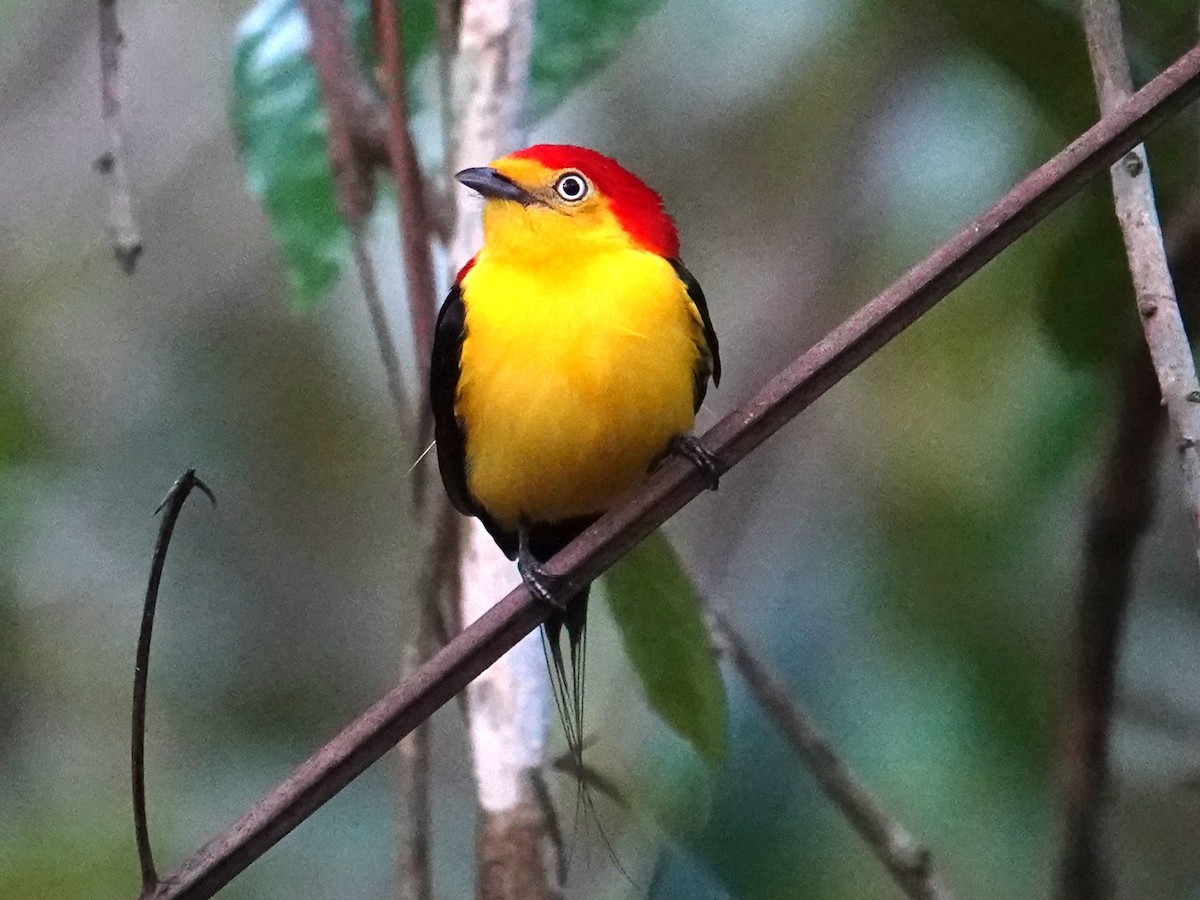 Wire-tailed Manakin - ML616733434