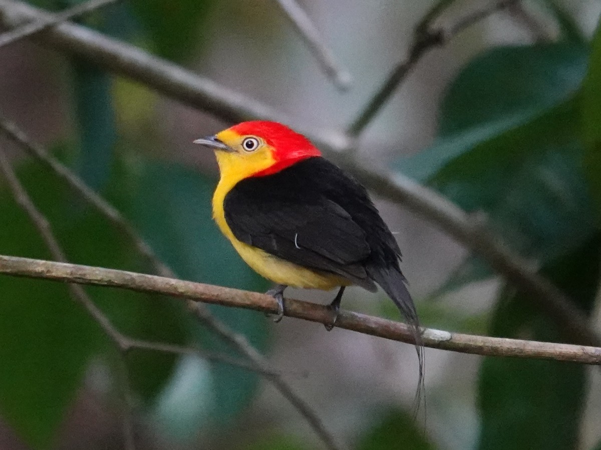 Wire-tailed Manakin - ML616733436