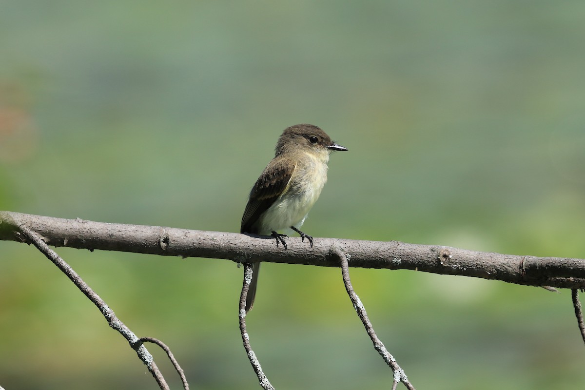 Eastern Phoebe - ML616733441