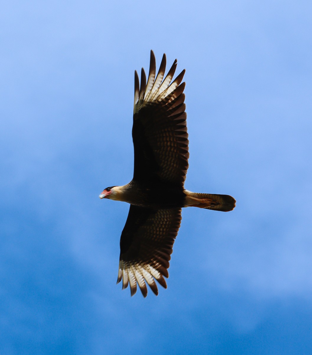 Crested Caracara - ML616733445