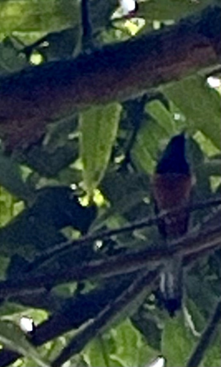 Shama Malabar - ML616733493