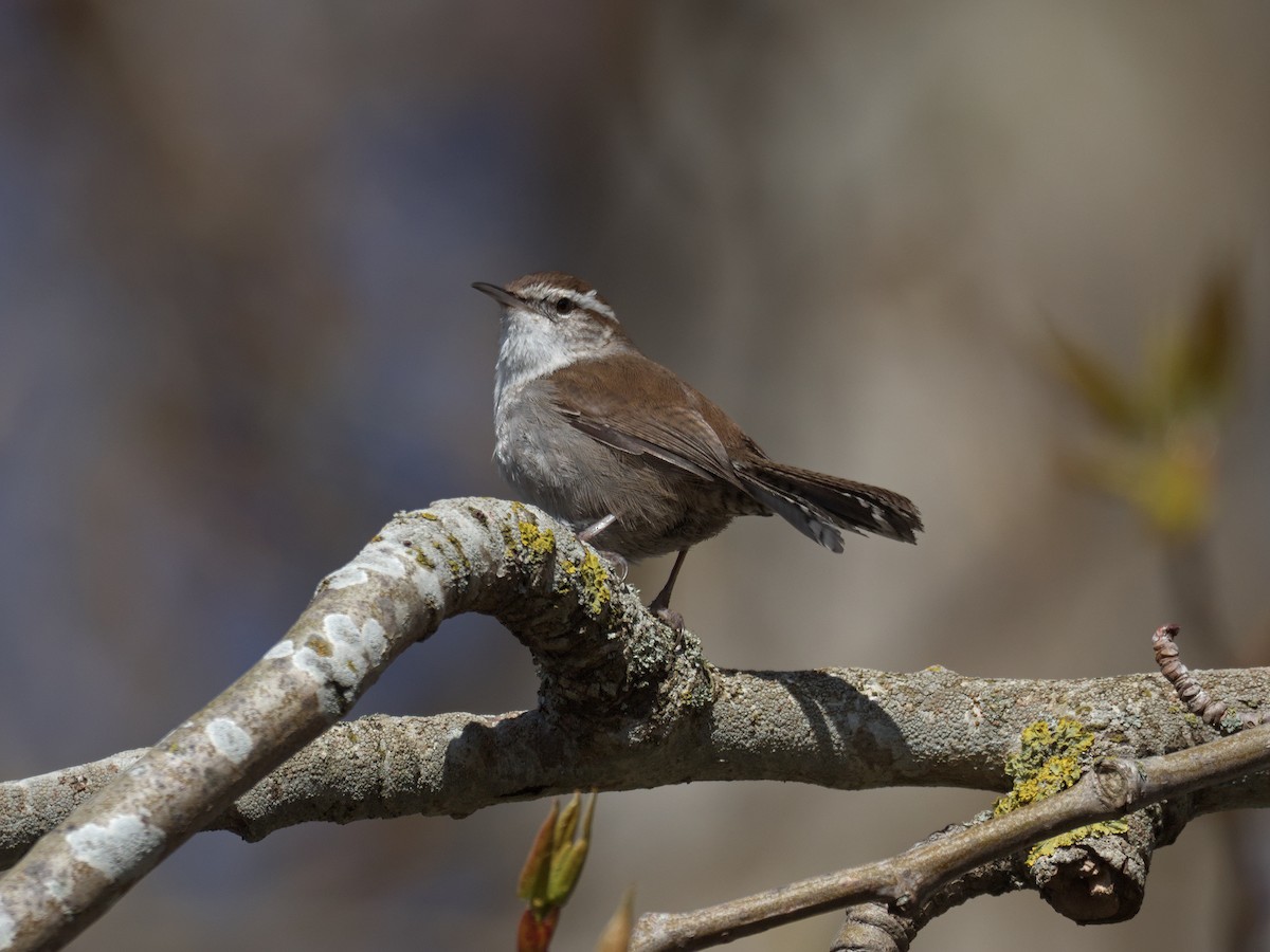 Bewick's Wren - Kevin Krebs