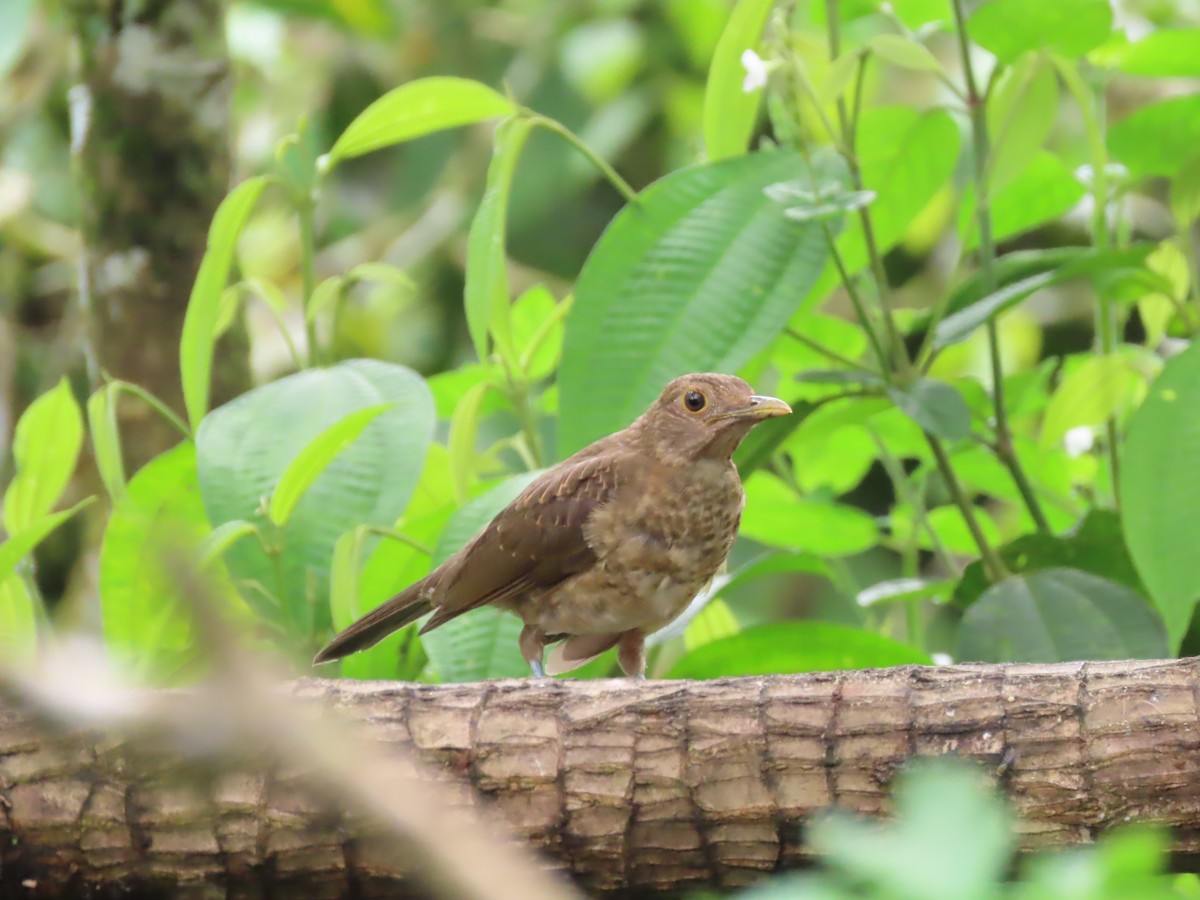 Ecuadorian Thrush - Marjorie Watson