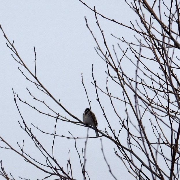 Reed Bunting - ML616733521