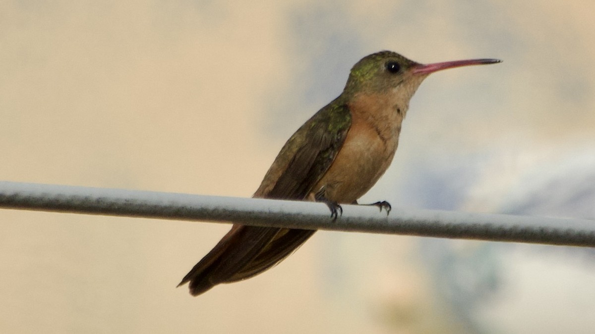 Cinnamon Hummingbird (Mainland) - ML616733538