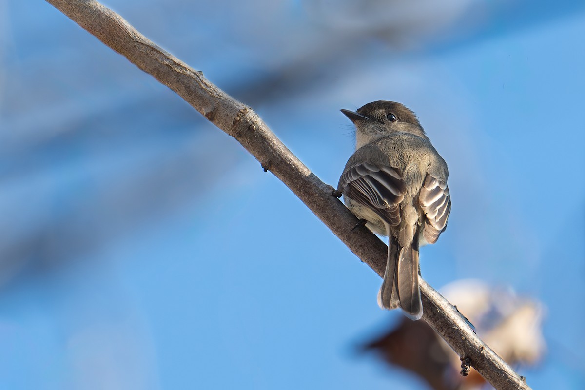 Eastern Phoebe - ML616733545