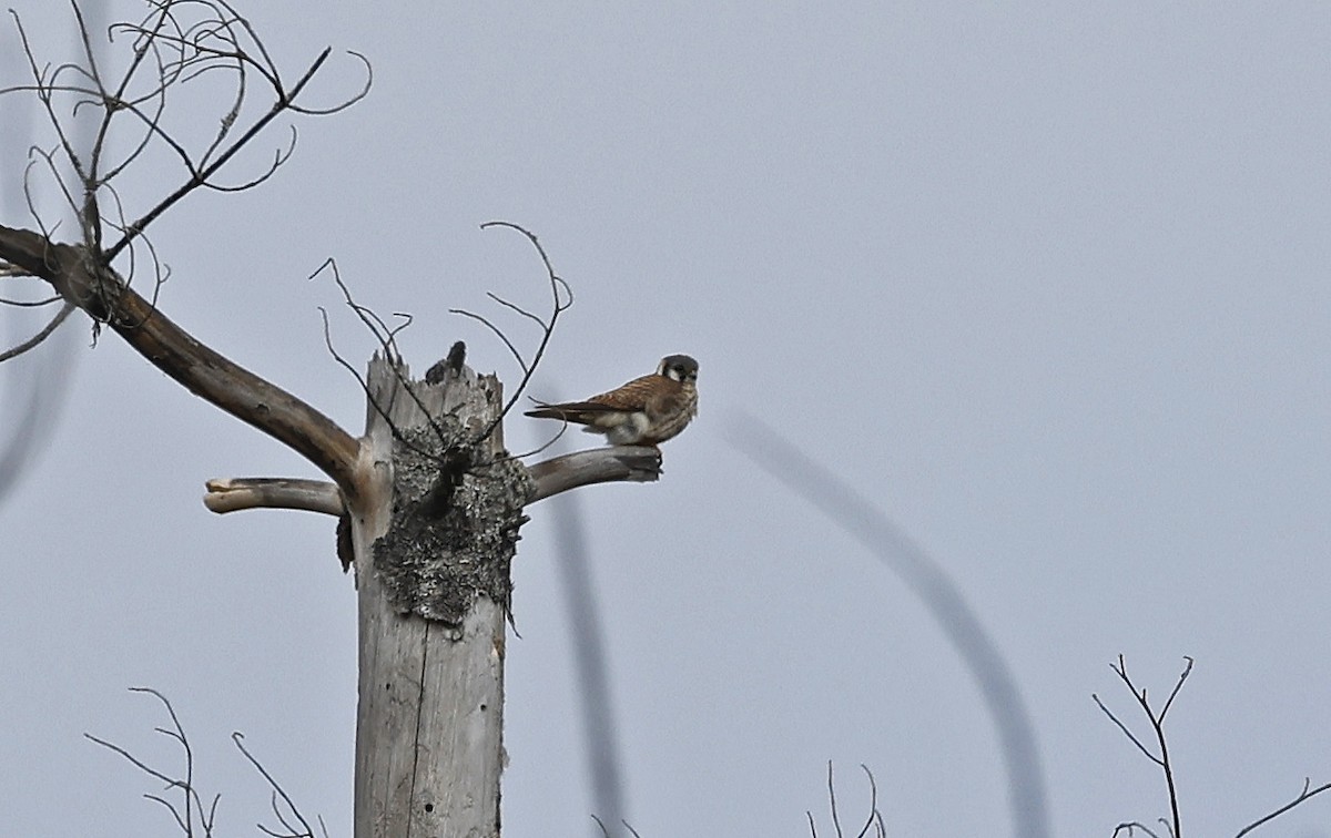 American Kestrel - ML616733553