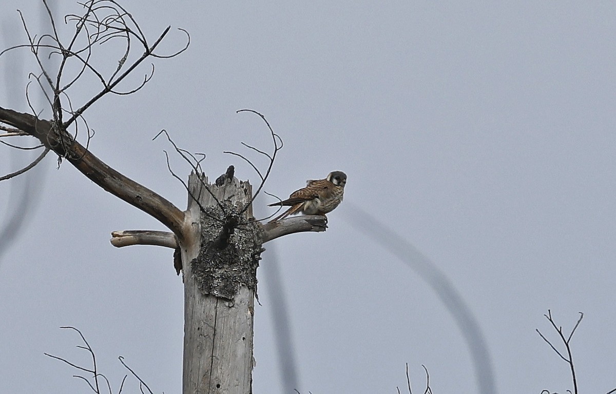 American Kestrel - ML616733565