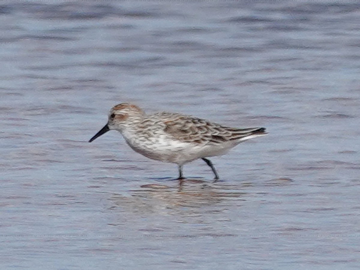 Western Sandpiper - ML616733566